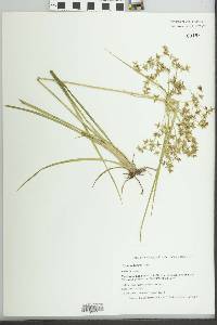 Cyperus dentatus image