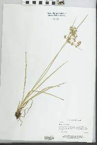 Cyperus dentatus image