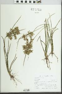 Cyperus dentatus image