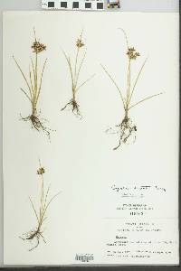 Cyperus dentatus image