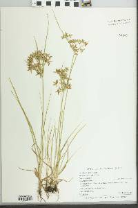 Cyperus dentatus image