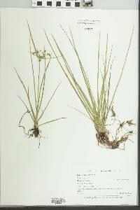 Cyperus dentatus image