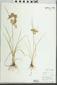 Cyperus dentatus image