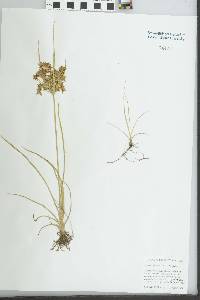 Cyperus dentatus image