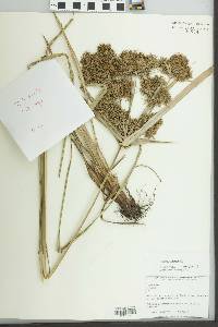 Cyperus strongii image