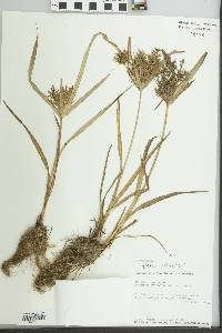 Cyperus strongii image