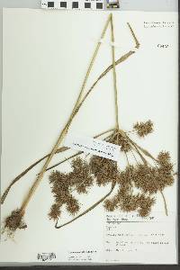 Cyperus strongii image