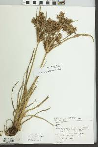 Cyperus strongii image