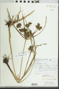 Cyperus strongii image