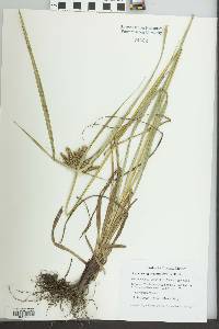 Cyperus aggregatus image