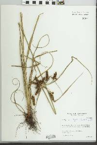 Cyperus aggregatus image