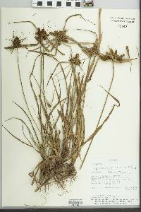 Cyperus aggregatus image