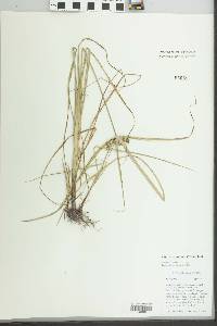 Cyperus aggregatus image