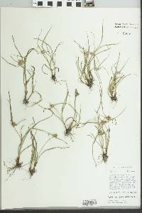 Cyperus aggregatus image