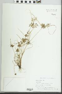 Cyperus diandrus image