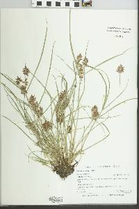 Verbena hastata image