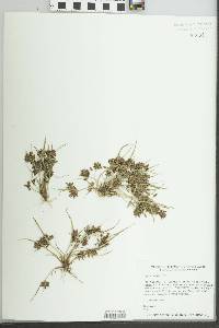 Cyperus diandrus image