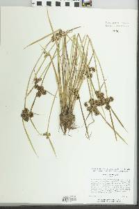 Cyperus difformis image