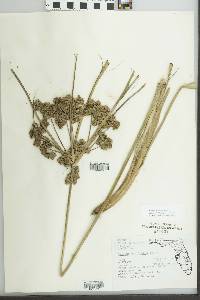 Cyperus distinctus image