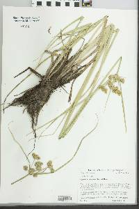 Cyperus drummondii image