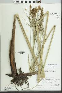 Cyperus affinis image