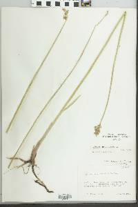 Cyperus articulatus image