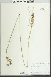 Cyperus articulatus image