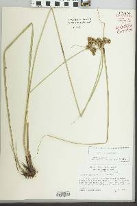 Cyperus pseudovegetus image