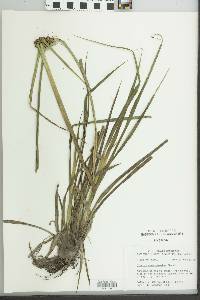 Cyperus pseudovegetus image