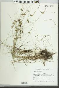 Cyperus houghtonii image