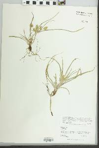 Cyperus hyalinus image