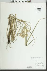 Cyperus pilosus image