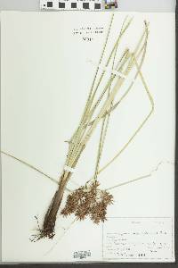 Cyperus planifolius image