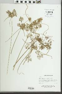 Cyperus plukenetii image