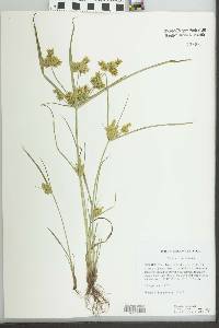 Cyperus iria image