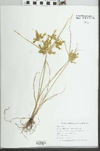 Cyperus iria image