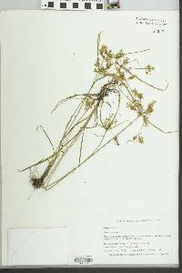 Cyperus iria image