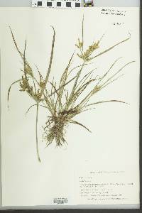 Cyperus iria image