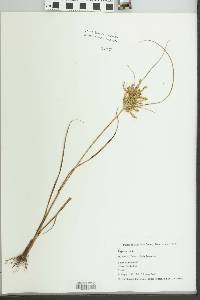 Cyperus iria image