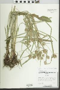 Cyperus lancastriensis image