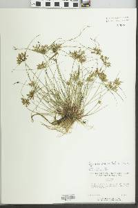 Cyperus lanceolatus image