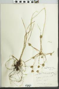 Cyperus globulosus image