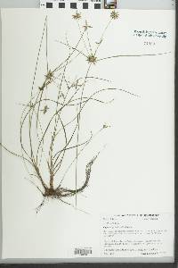 Cyperus grayoides image