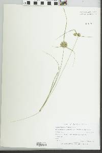 Cyperus lupulinus image