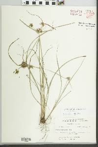 Cyperus lupulinus subsp. lupulinus image