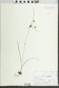 Cyperus lupulinus image