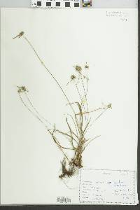 Cyperus lupulinus subsp. macilentus image