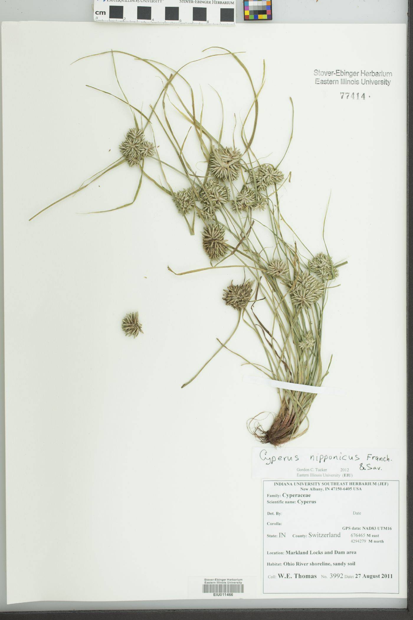 Cyperus nipponicus image