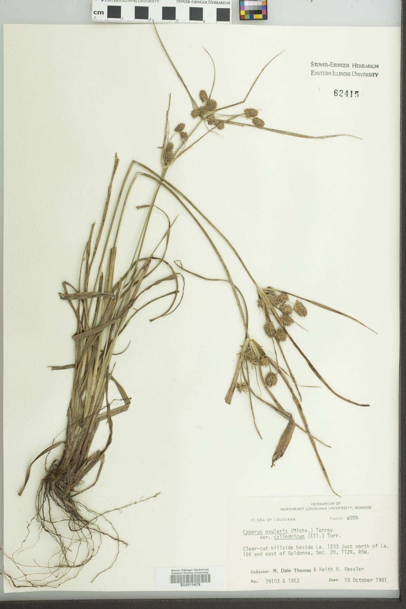 Cyperus cylindricus image