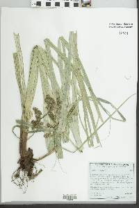 Cyperus owanii image